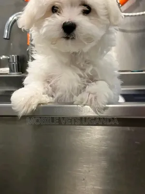 1-3 months Male Purebred Maltese