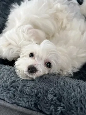 3-6 months Male Purebred Maltese