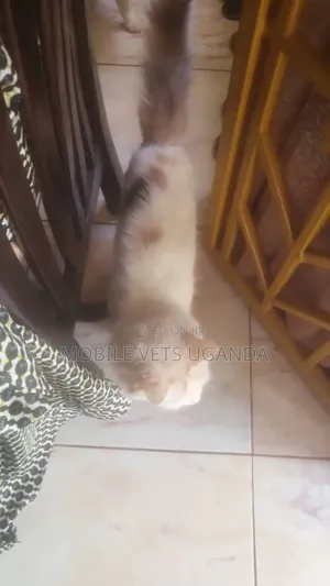 6-12 months Male Purebred American Bobtail