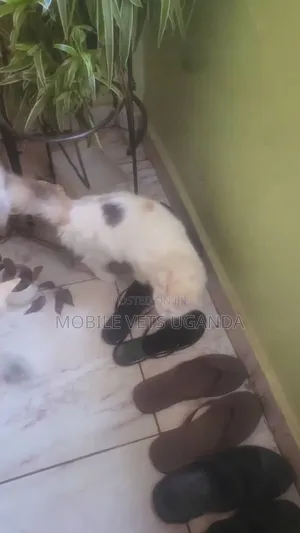 3-6 months Female Purebred Exotic