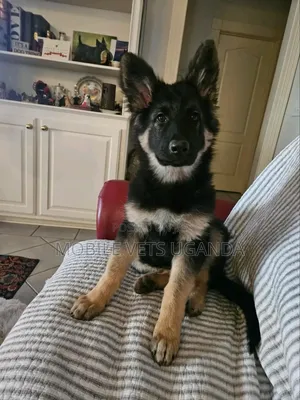 3-6 months Male Purebred German Shepherd