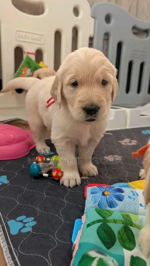 0-1 month Male Purebred Golden Retriever