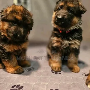 1-3 months Female Purebred German Shepherd