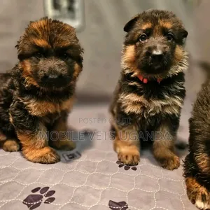 1-3 months Male Purebred German Shepherd