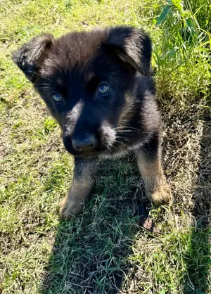1-3 months Male Purebred German Shepherd