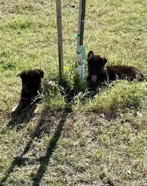3-6 months Female Purebred German Shepherd