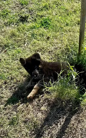 1-3 months Male Purebred German Shepherd