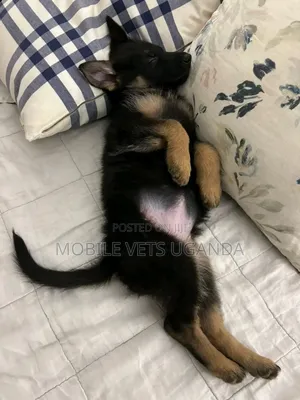 3-6 months Male Purebred German Shepherd