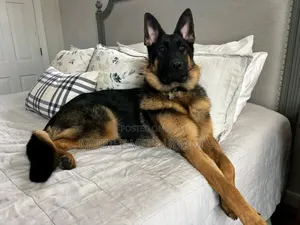 6-12 months Female Purebred German Shepherd
