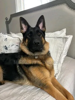 3-6 months Male Purebred German Shepherd