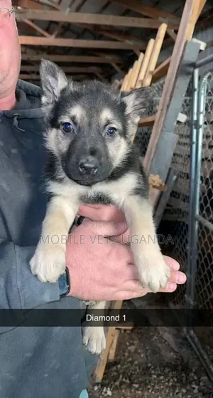 1-3 months Male Purebred German Shepherd