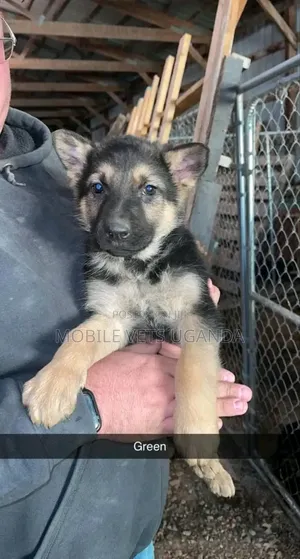 0-1 month Female Purebred German Shepherd