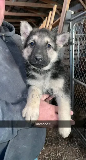 1-3 months Female Purebred German Shepherd