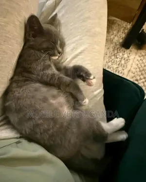 1-3 months Male Purebred Bombay