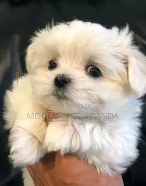 1-3 months Male Purebred Maltese