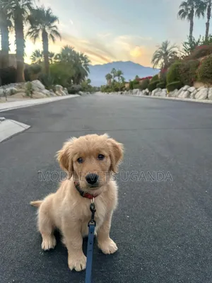 3-6 months Female Purebred Golden Retriever