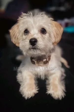 1-3 months Female Purebred Maltese