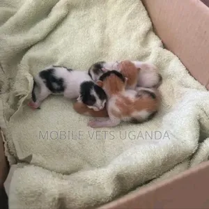 1-3 months Male Purebred American Bobtail