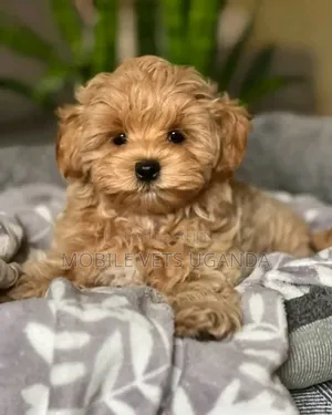 0-1 month Female Purebred Maltese
