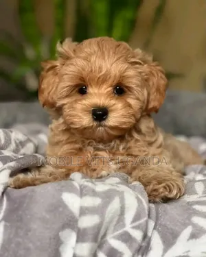 1-3 months Male Purebred Maltese
