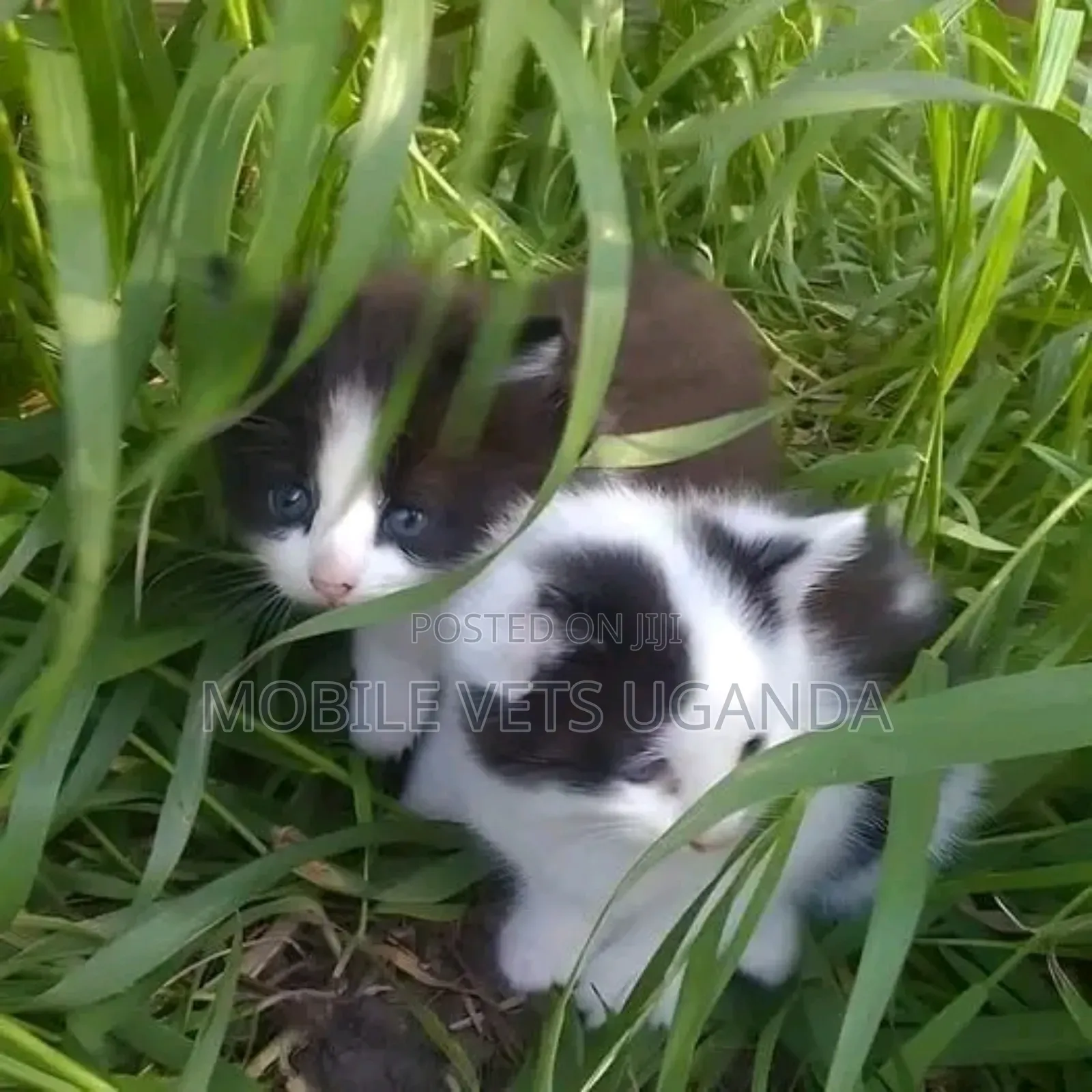 0-1 month Female Purebred Tabby