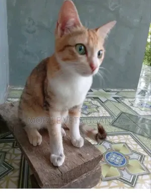 3-6 months Male Purebred Turkish Angora