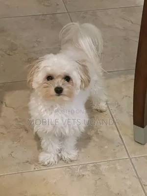 6-12 months Male Purebred Maltese