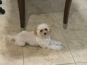 3-6 months Female Purebred Maltese