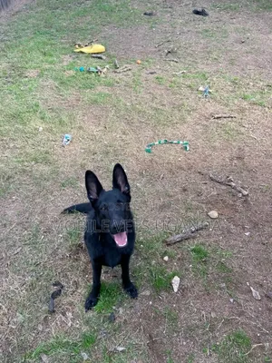 6-12 months Male Purebred German Shepherd