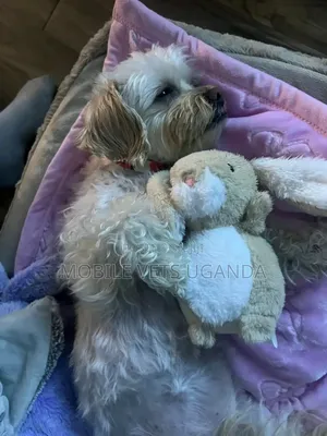 1-3 months Male Purebred Maltese