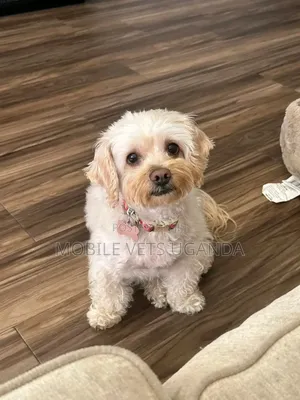 1-3 months Male Purebred Maltese