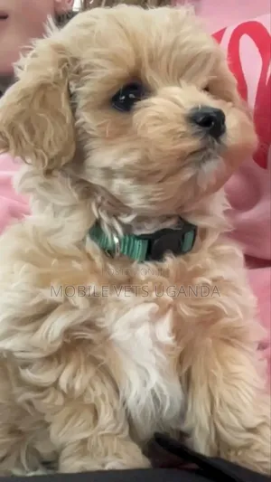 3-6 months Male Purebred Maltese
