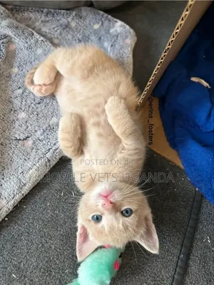 1-3 months Male Purebred American Wirehair