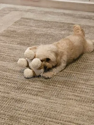 3-6 months Male Purebred Maltese