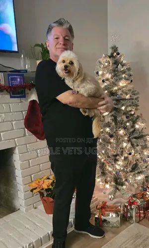 3-6 months Male Purebred Maltese