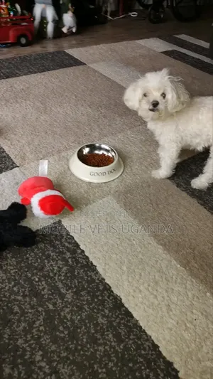 3-6 months Female Purebred Maltese