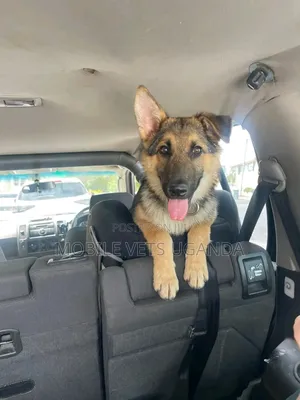 3-6 months Female Purebred German Shepherd