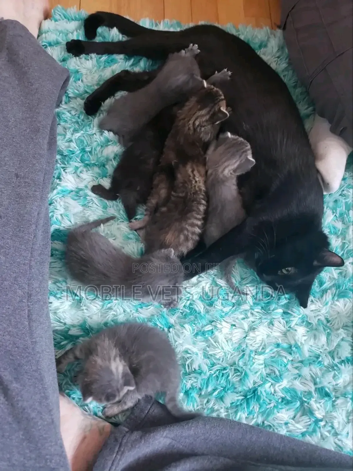 1-3 months Male Purebred Himalayan