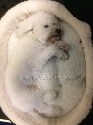 1-3 months Female Purebred Maltese