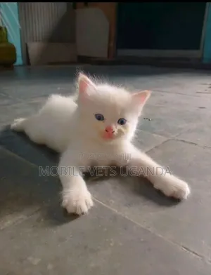 0-1 month Male Purebred Oriental