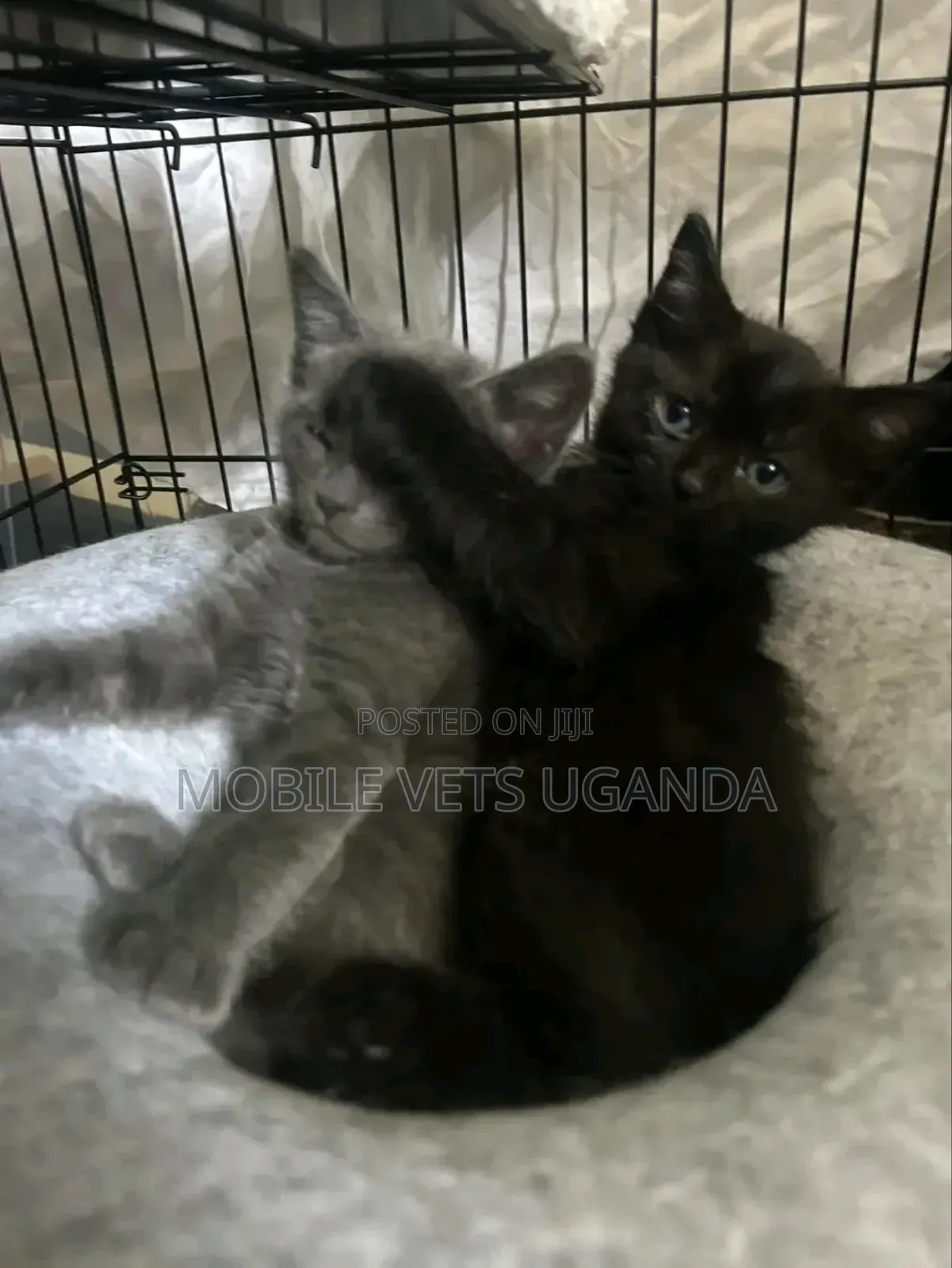 1-3 months Female Purebred Siamese