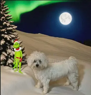 3-6 months Male Purebred Maltese