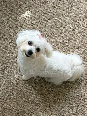 1-3 months Female Purebred Maltese