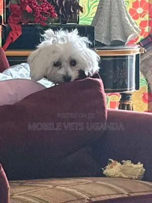 0-1 month Male Purebred Maltese