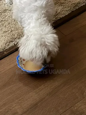 1-3 months Male Purebred Maltese