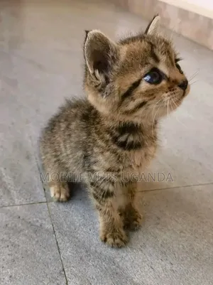 0-1 month Male Purebred Exotic