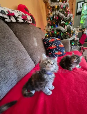 3-6 months Female Purebred American Shorthair