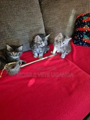3-6 months Female Purebred Bombay