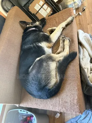 6-12 months Male Purebred German Shepherd