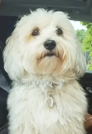 3-6 months Male Purebred Maltese